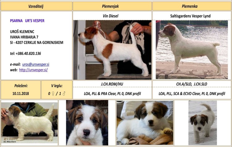 Джек Рассел терьер накакал