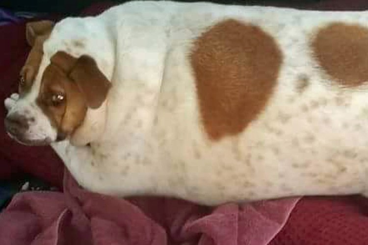 Джек Рассел пигментные пятна