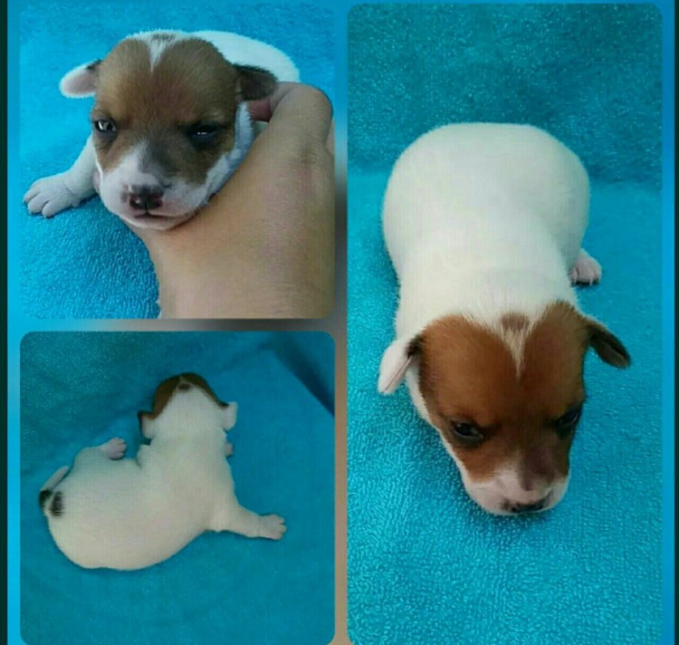 Анатомия Джек Рассел терьера