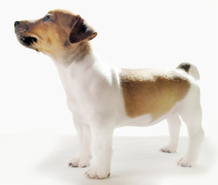 Беременная собака Бигль