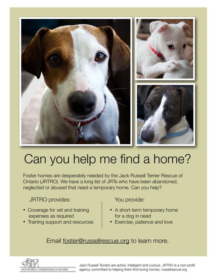 Джек Рассел мама