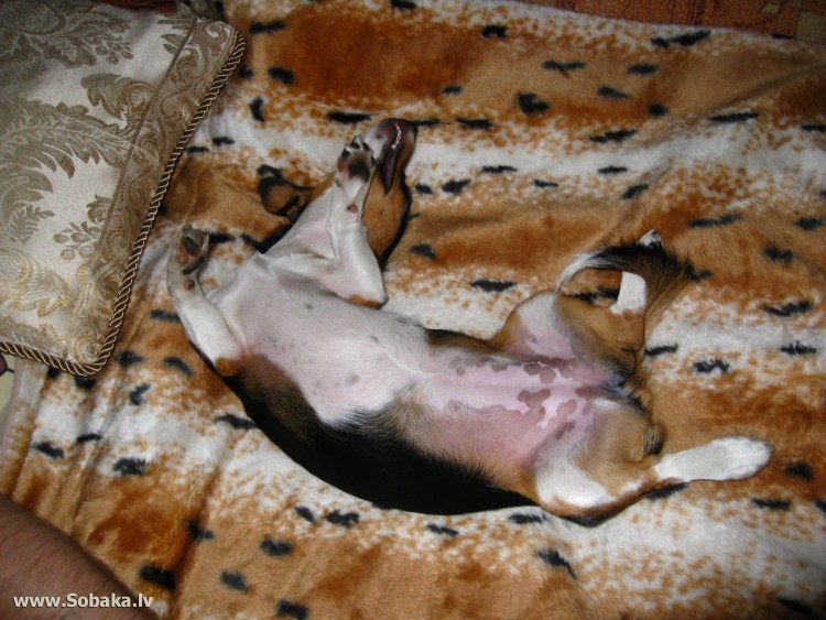 Джек Рассел терьер стандарт породы