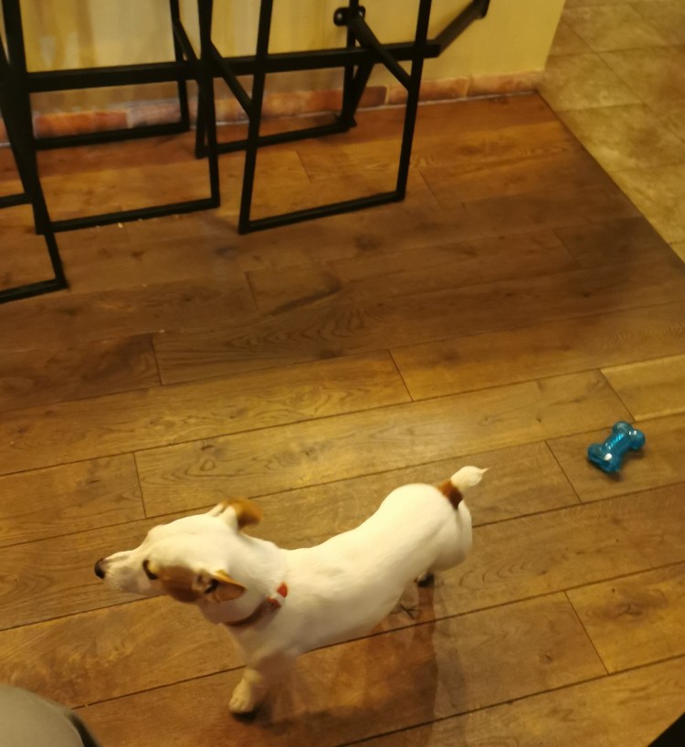 Джек Рассел в метро