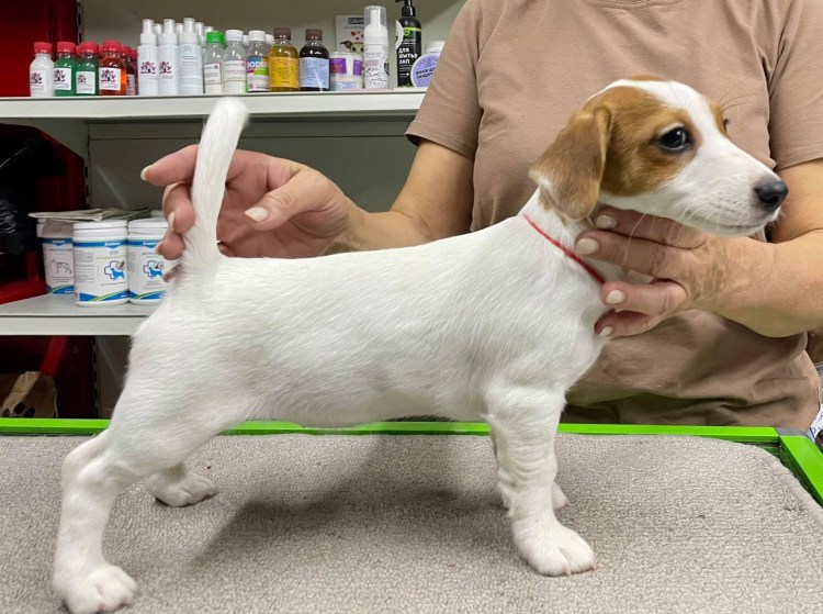 Джек-Рассел-терьер рост щенка