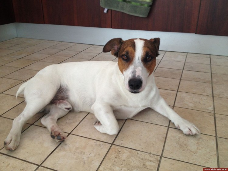 Джек Рассел кормит грудью