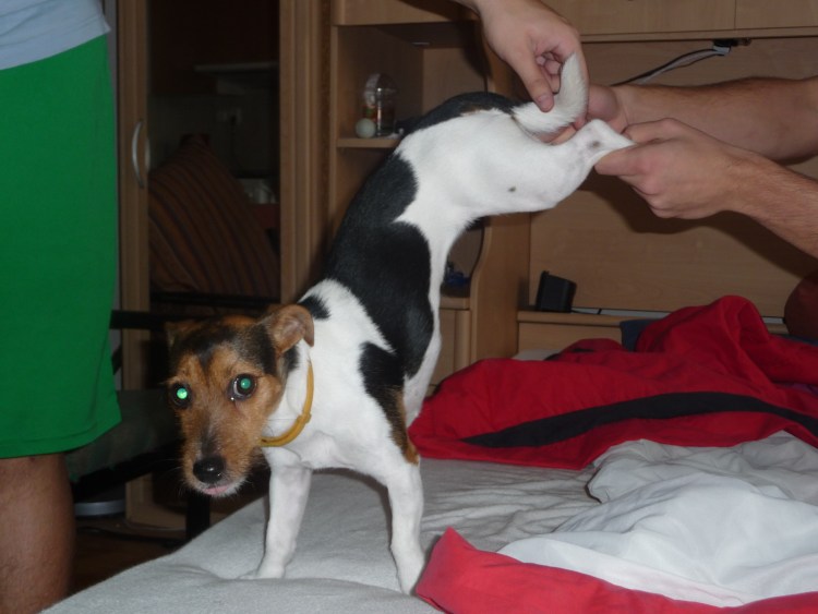 Размер Джек Рассел терьера таблица