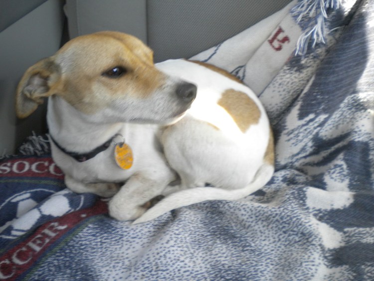 Джек Рассел купирование