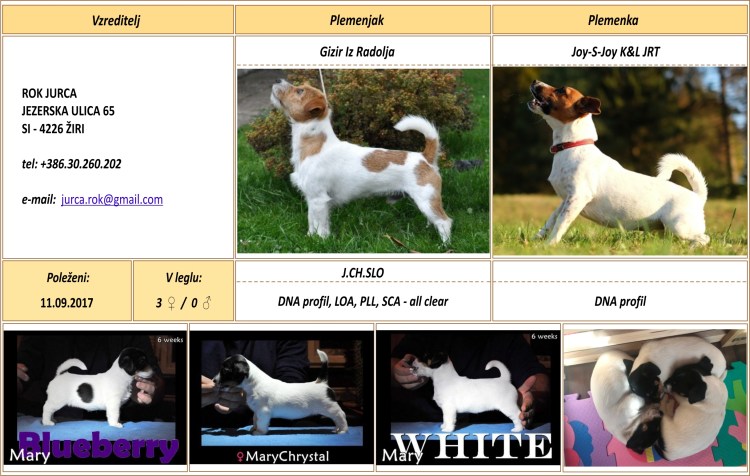 Тип Конституции Джек Рассел терьер