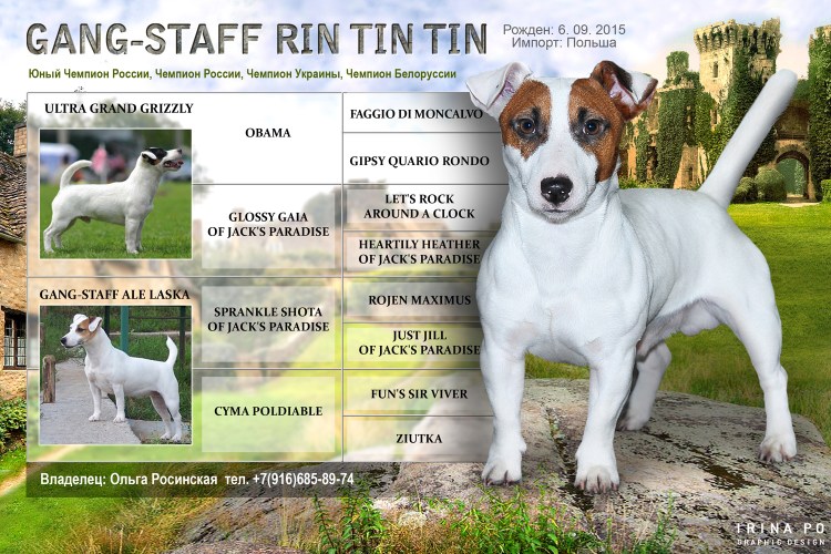 Джек-Рассел-терьер родословная собаки