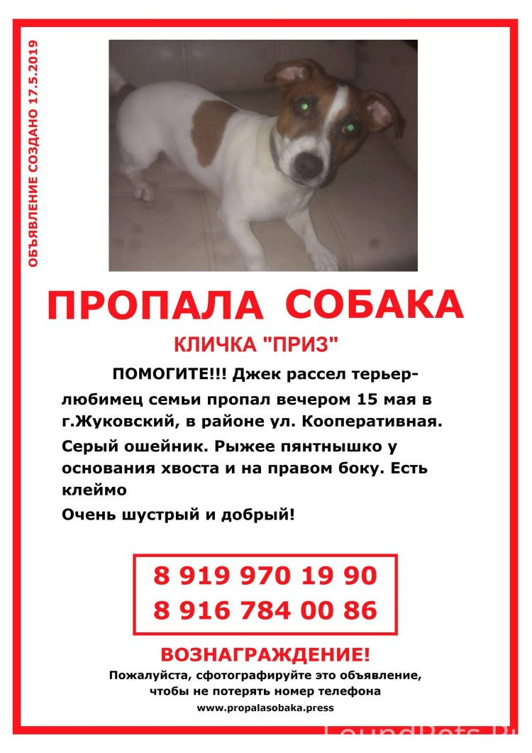 Жирный Джек Рассел терьер