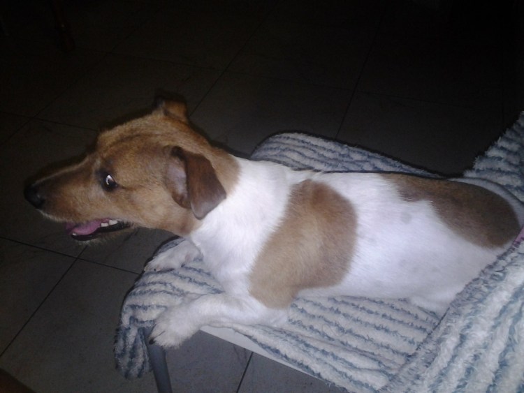 Найден Джек Рассел терьер