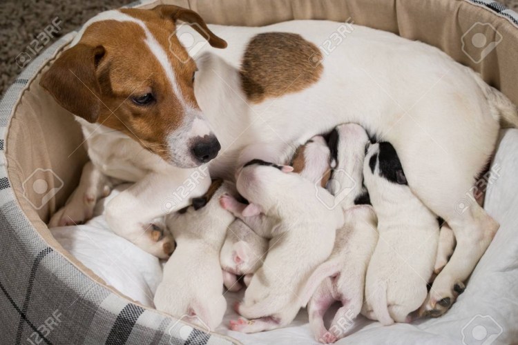 Джек Рассел на задних лапах