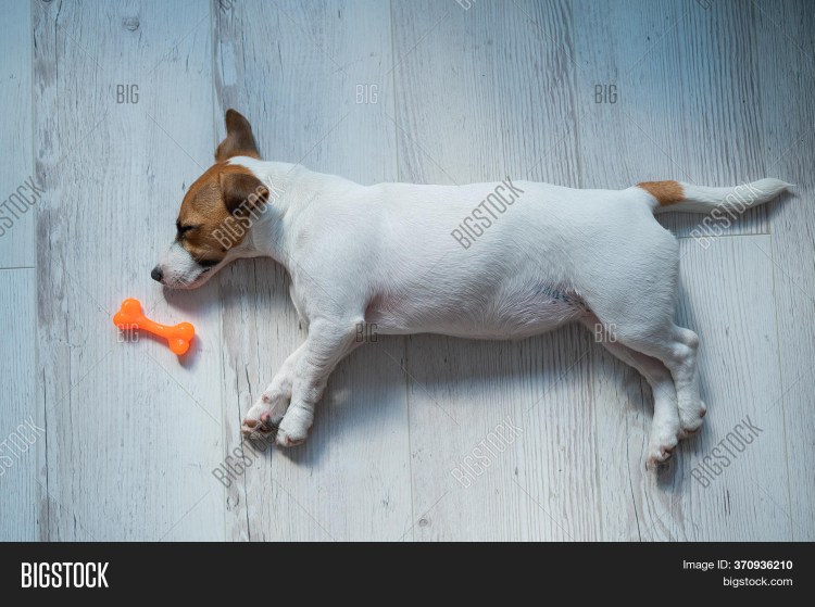 Пинаколада питомник Джек Рассел терьер