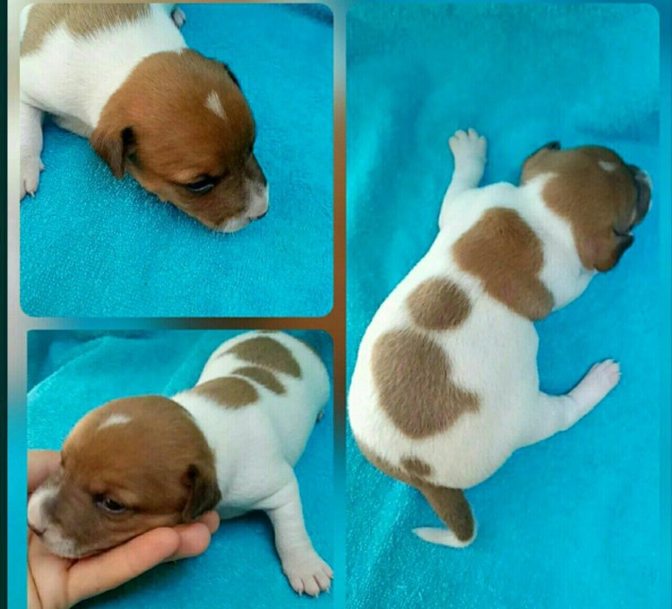 Щенки Джек Рассела 1 неделя