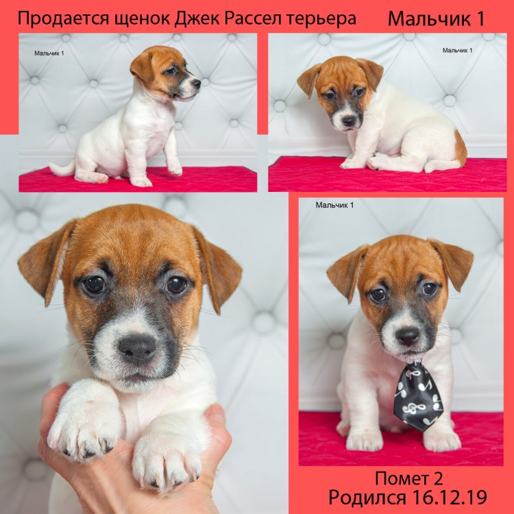 Стандарт Джек Рассел терьера