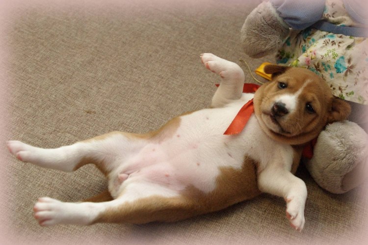 Новорожденные щенки животики