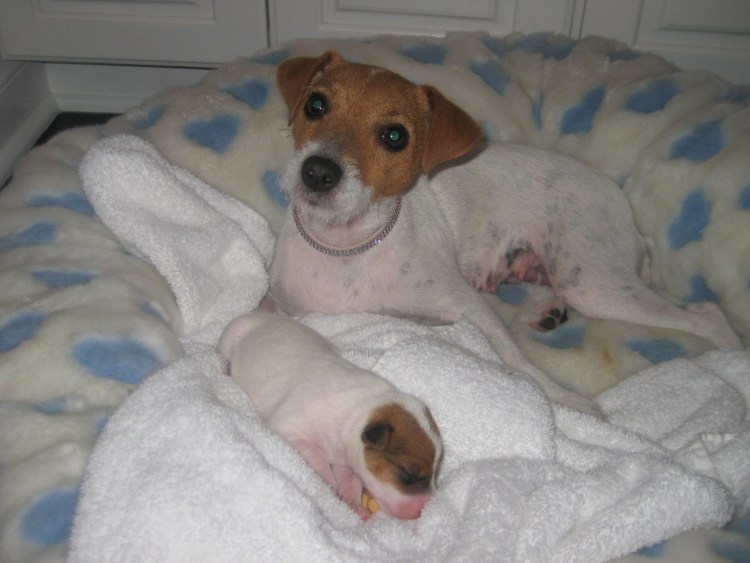 Джек Рассел терьер Эстетика