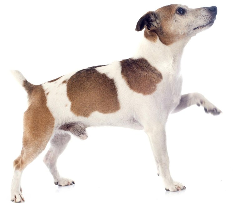 Щенок Джек Рассел 6 месяцев