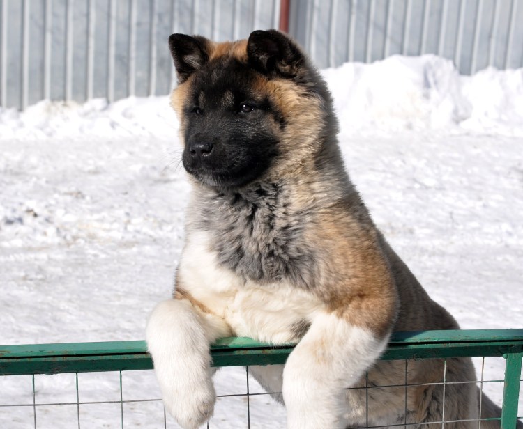 Американская Акита длинношерстная