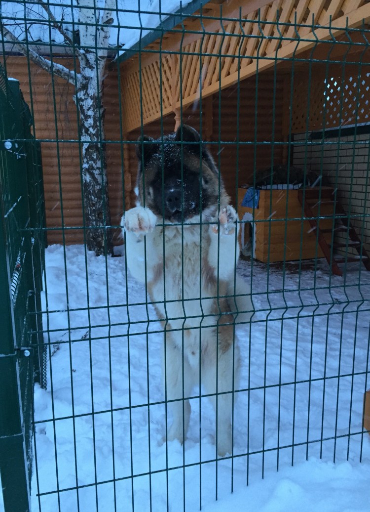 Вольер для Акита ину