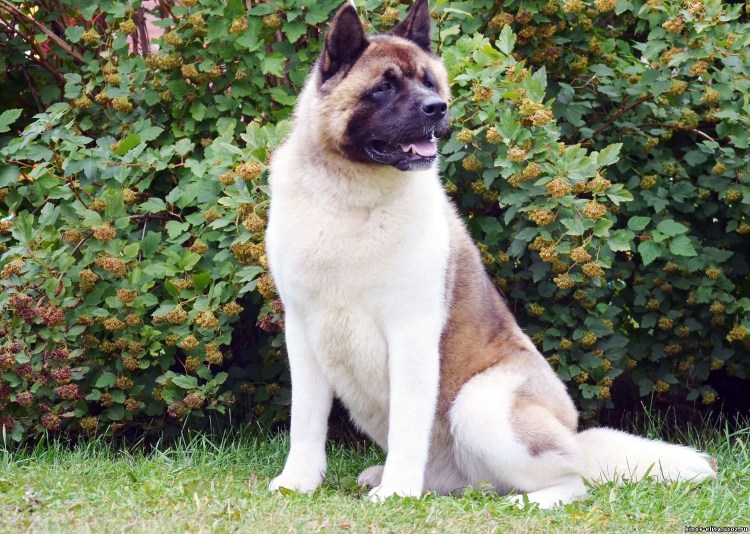 Американская Акита взрослая