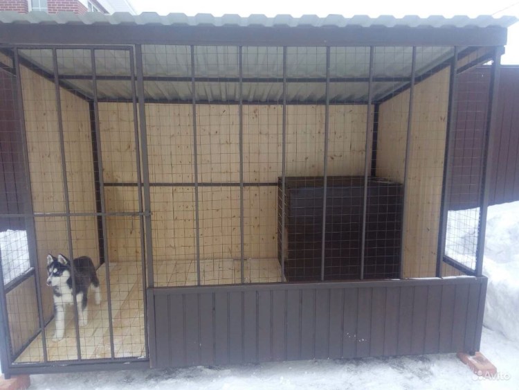 Сиба ину аджилити