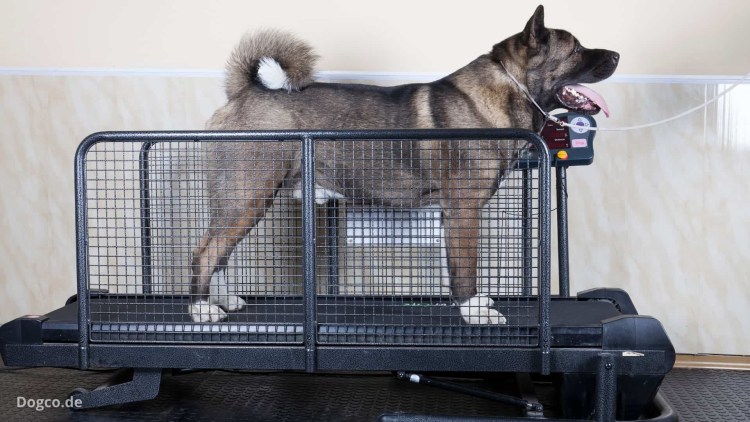 Будка для ВЕО