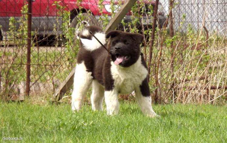 Будка для зенненхунда