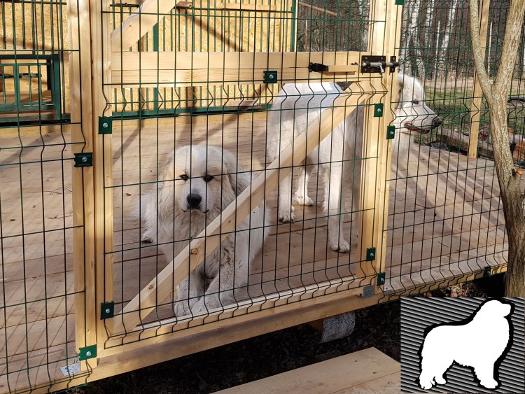 Собачий питомник