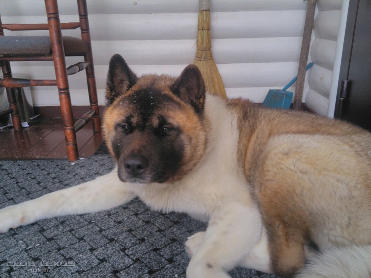 Вольер с будкой для лайки