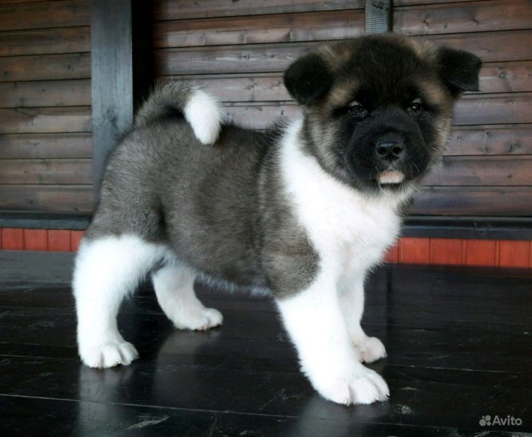 Американская Акита Шон