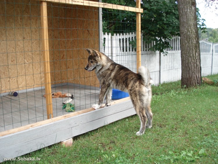 Вольер для американской акиты