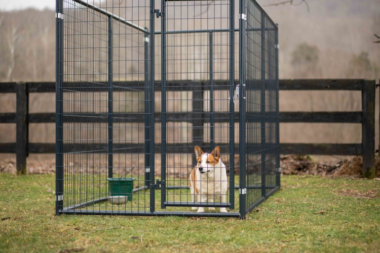 Собачья конура будка