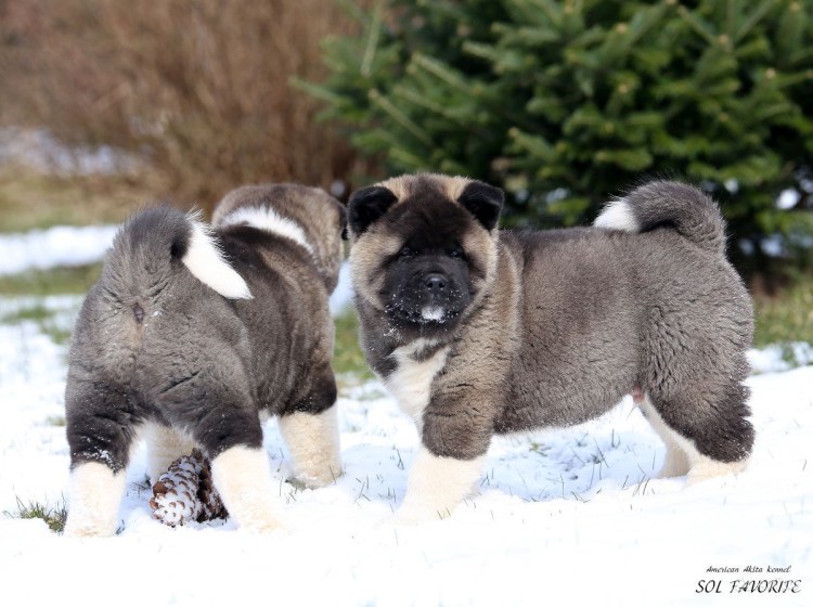 Будка для самоеда