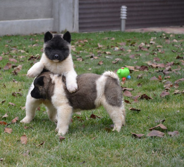 Вольер для американской акиты