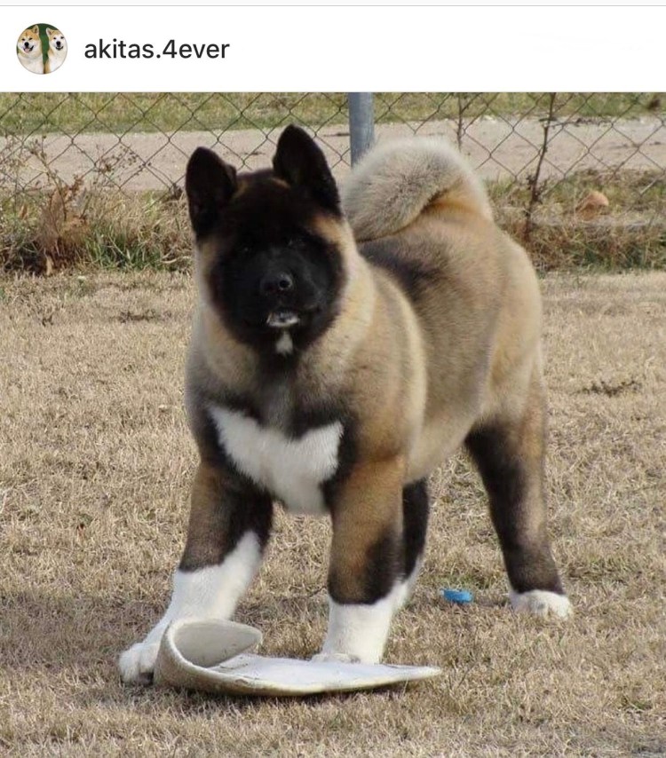 Вольер для собаки лайки чертеж 2х3