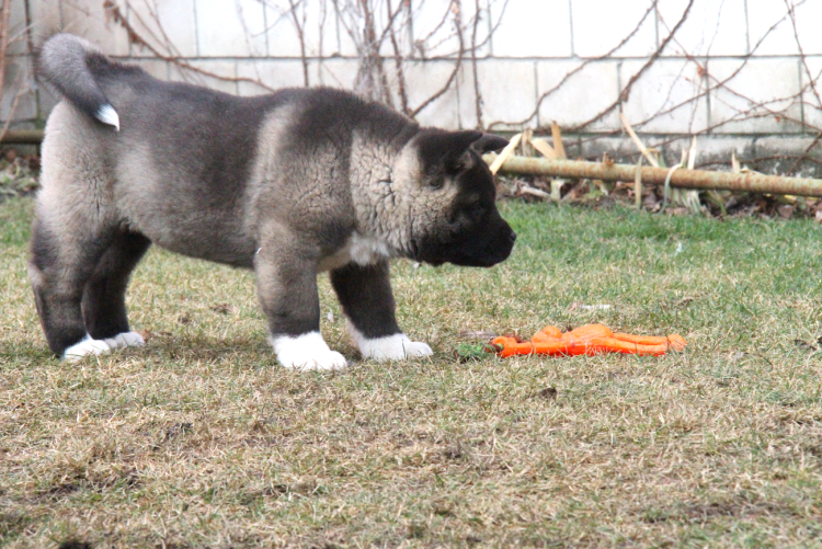 Натуральный корм для американской акиты