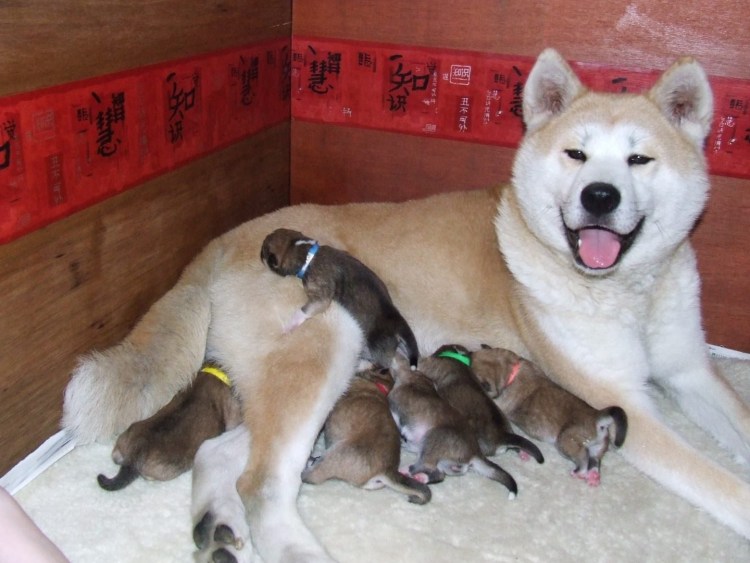 Вольер для немецкой овчарки Размеры