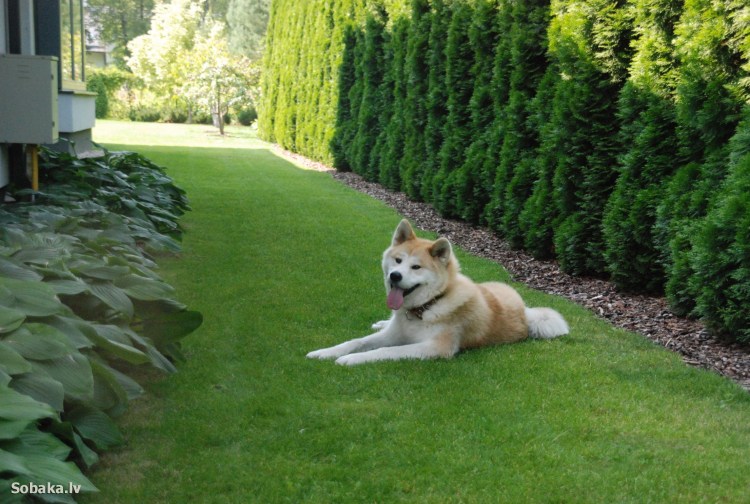 Американская Акита и кот как уживаются