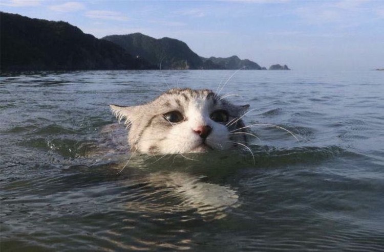 Водоплавающие коты