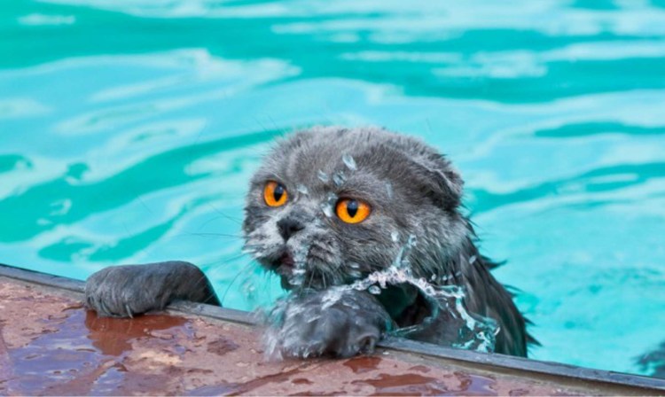 Кот купается в море