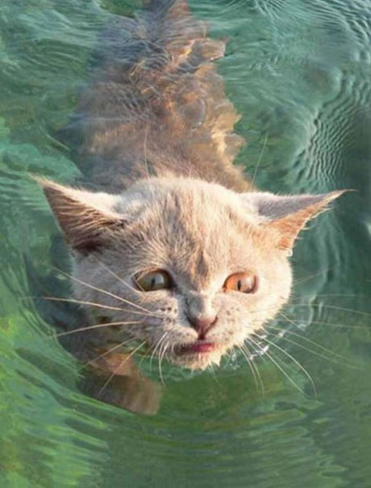 Котик в воде