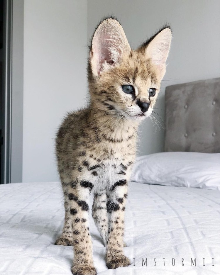 Котята породы сервал