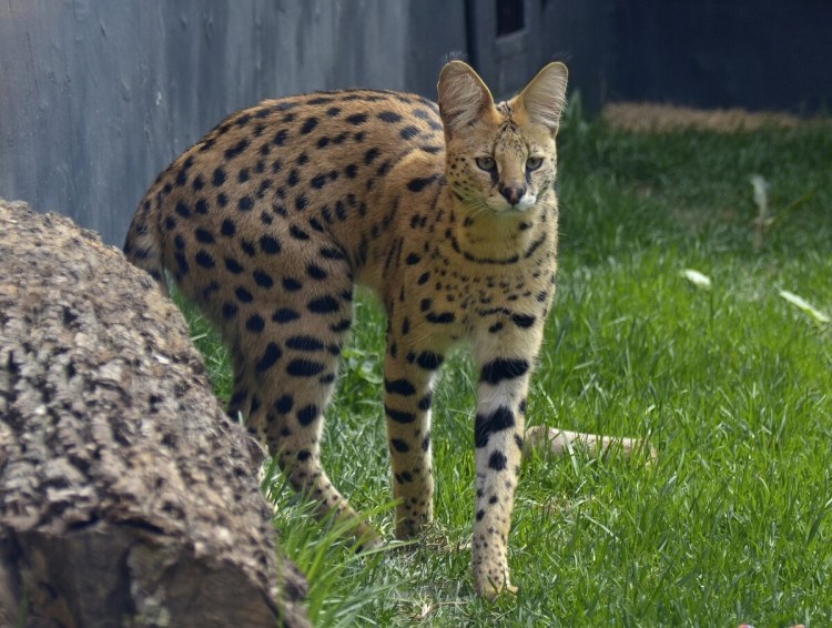Сервалы меланисты