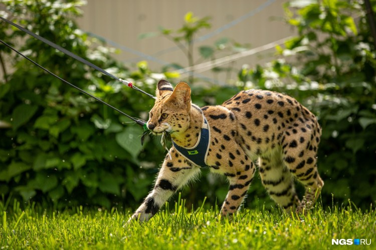 Сервал Афони