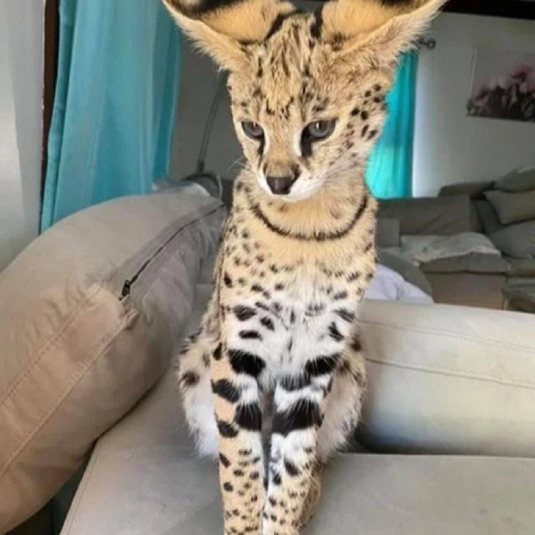 Сервал кустарниковая кошка