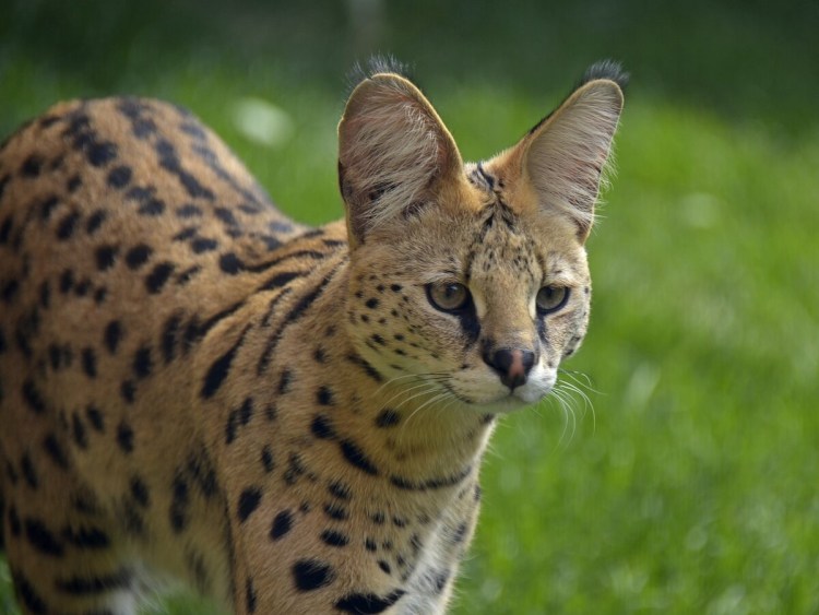 Сервал котенок маленький