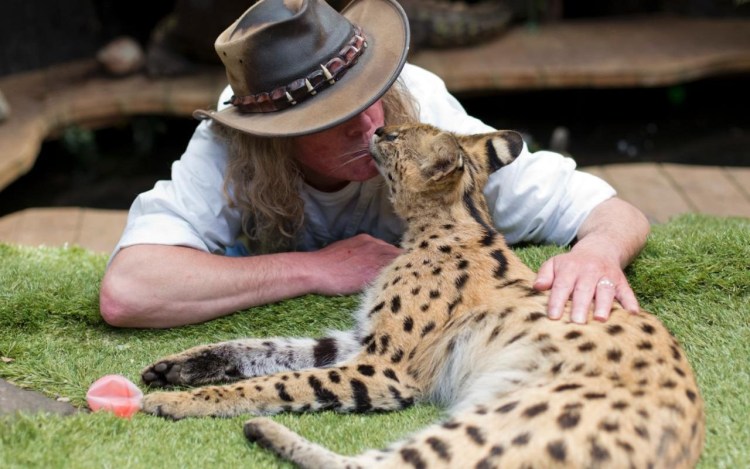 Кошка породы сервал домашняя