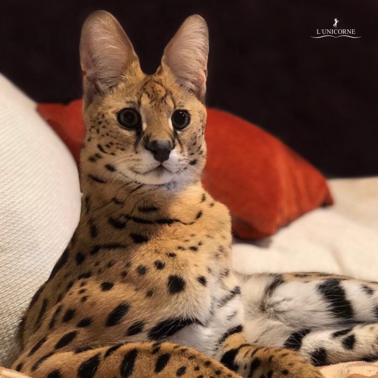 Сервал каракал Саванна