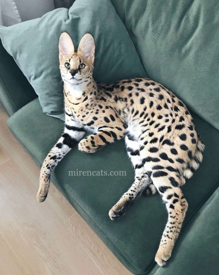 Африканская кошка сервал